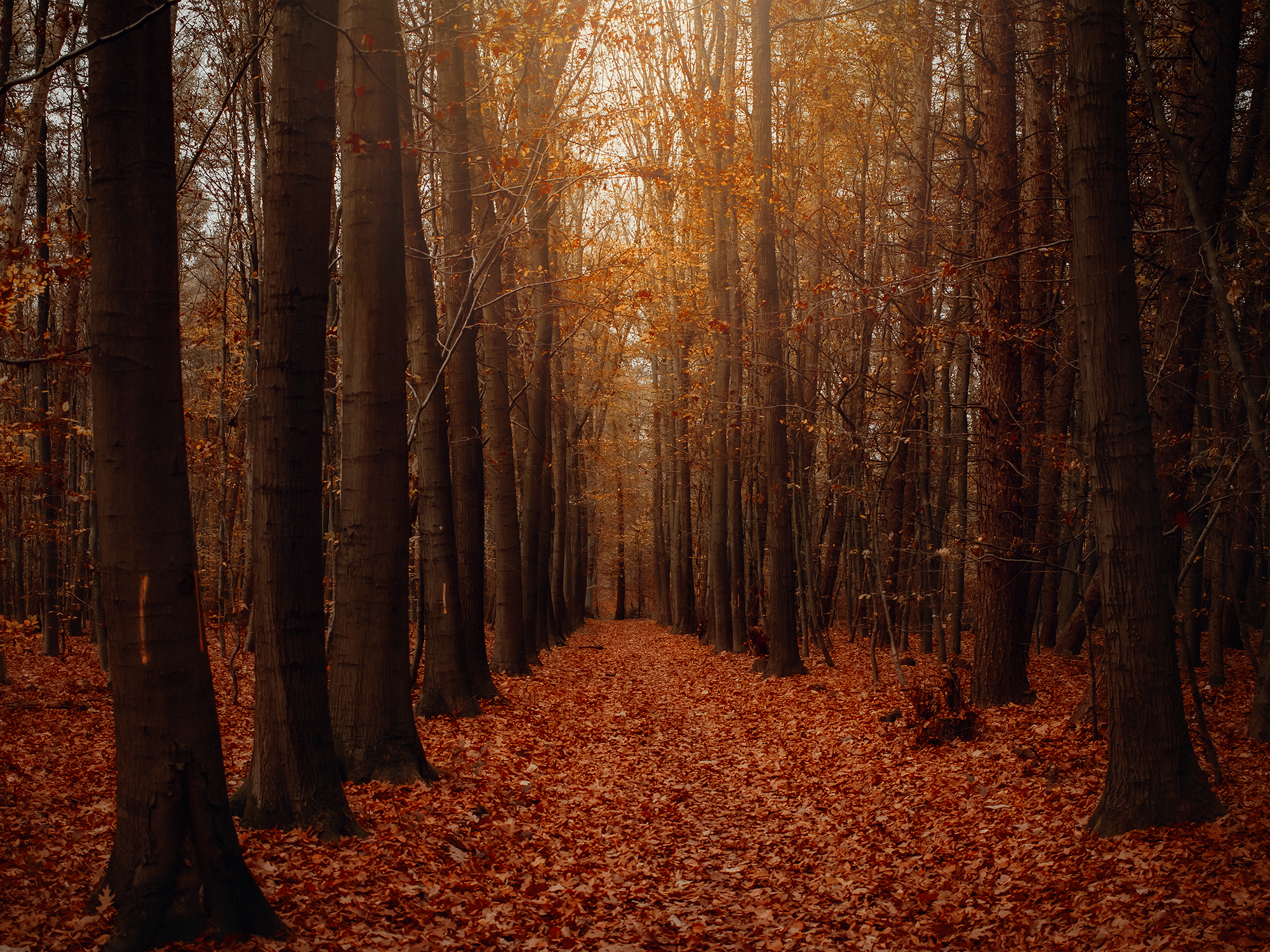 Pfad im Teutoburger Wald